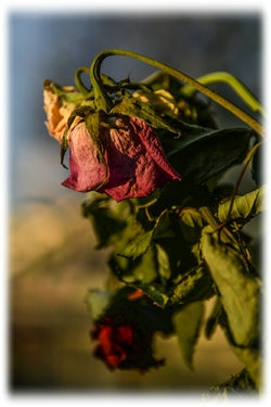 Fleurs fanées - Comment conserver un bouquet de fleurs - Blog - Bouqueternel