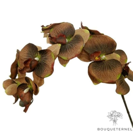 Fausse Orchidée Brune