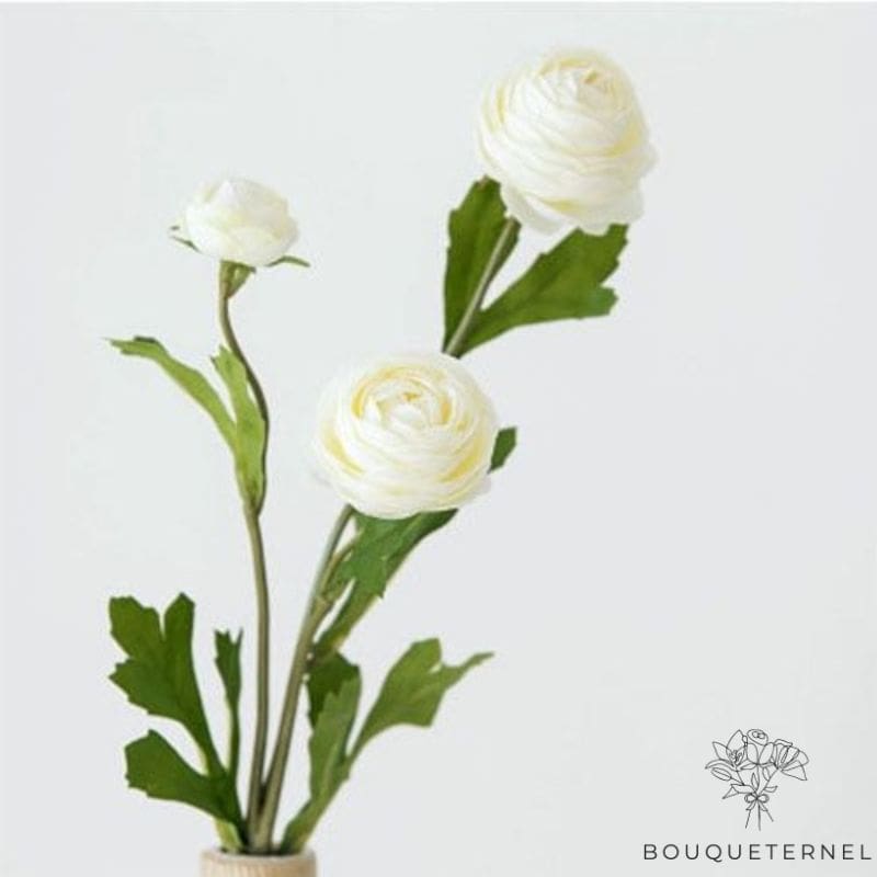 Fausse Pivoine Blanche