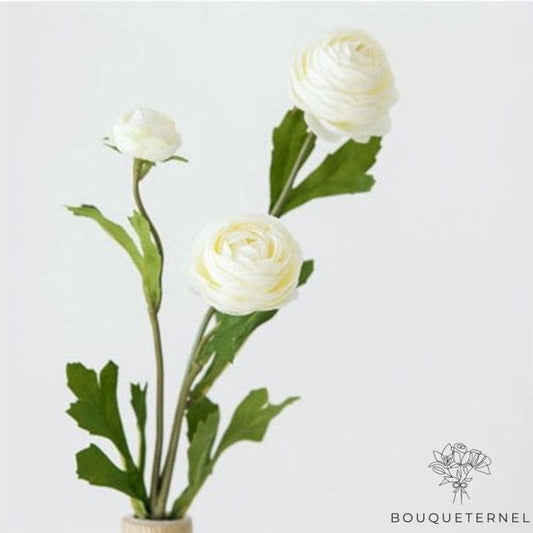 Fausse Pivoine Blanche