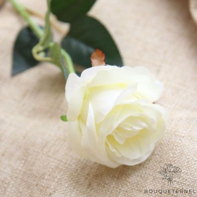 Fleur pour Cimetière de Toussaint Blanche