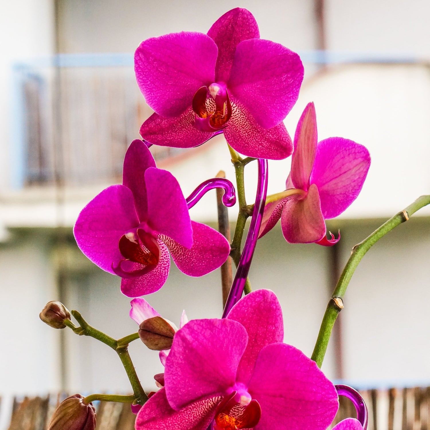 gros-plan-vertical-de-belles-orchidees-roses