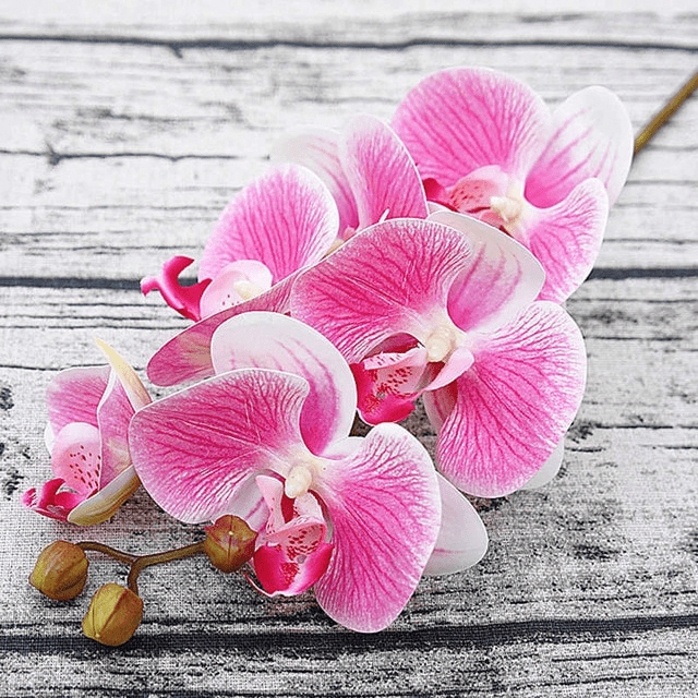Orchidées Speciosa Artificielles Rose Pâle et Blanche