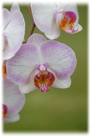 Comment redonner vie à une orchidée ?