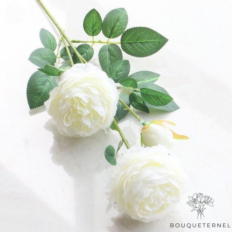 Fleurs à Deuil Blanche