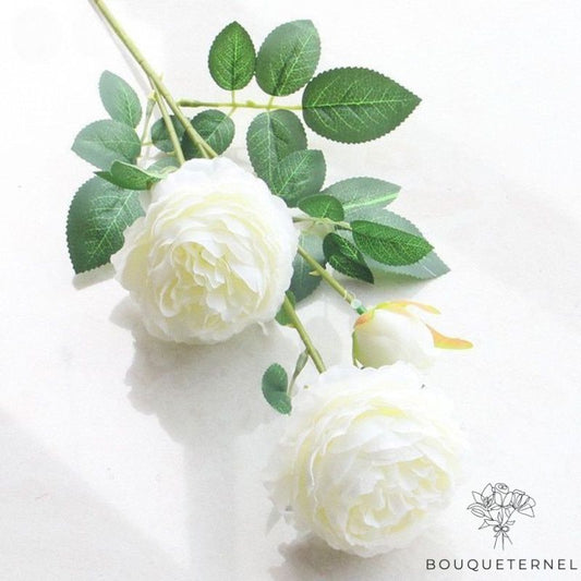 Fleurs à Deuil Blanche