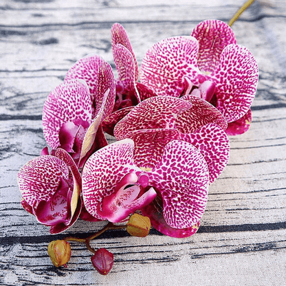 Orchidées Speciosa Artificielles Rose et Blanche